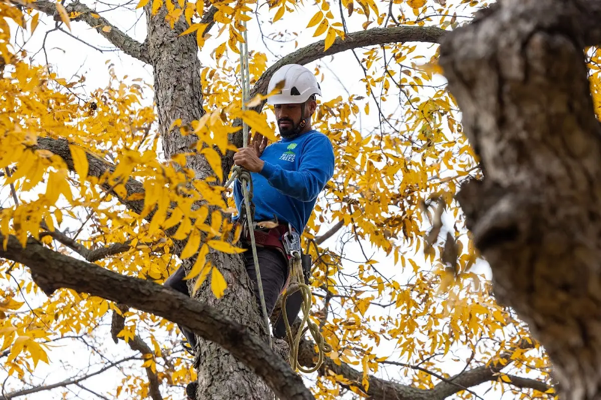 Skilled Storm Damage Cleanup crew working in Greenville